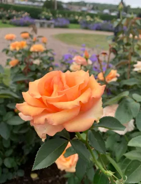 Chinh Phục Người Chồng Dịu Dàng