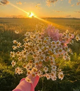 Rực Rỡ Dưới Nắng Thu