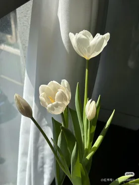 Tiếng Khóc Trong Đêm Mưa