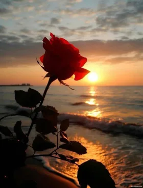 Tình Cảm Mong Manh