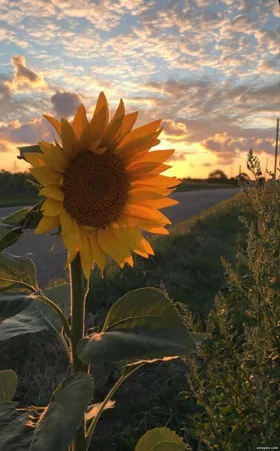 Toả Sáng Rực Rỡ